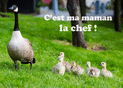 Maman, la chef des oies rigolotes !
